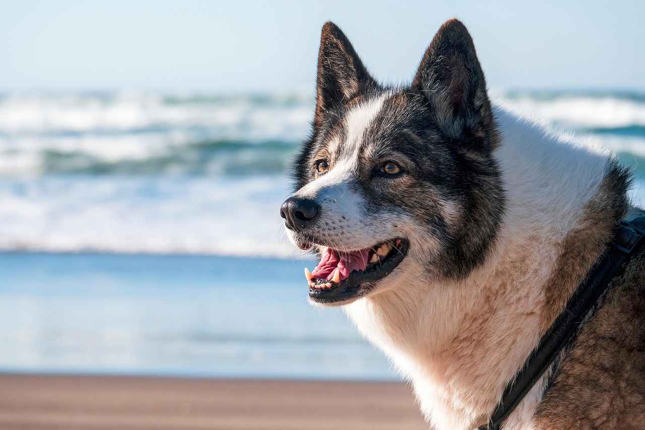 Köpek Isırığı Nedir?