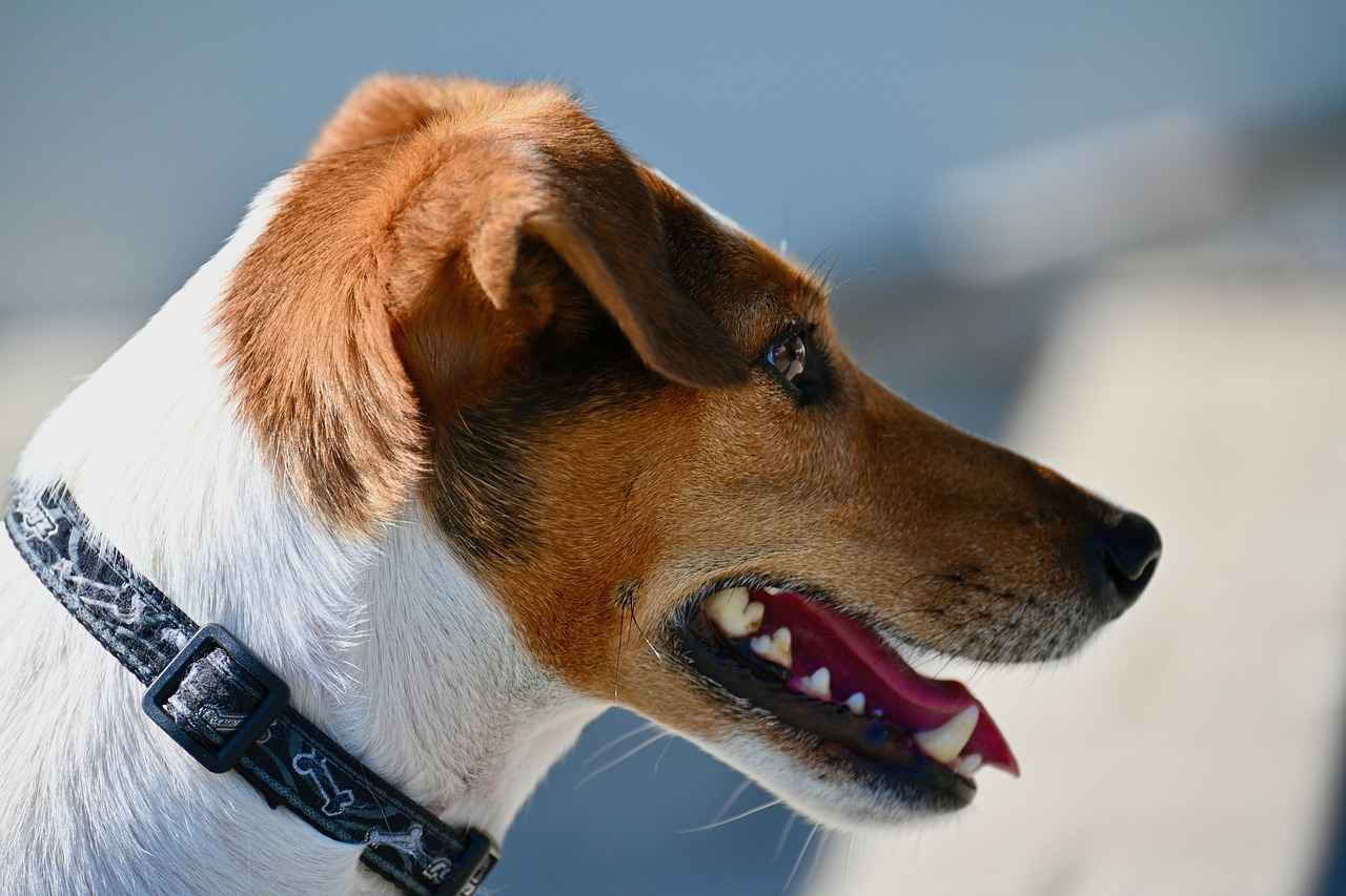 Immediate Care for Dog Bite Wounds
