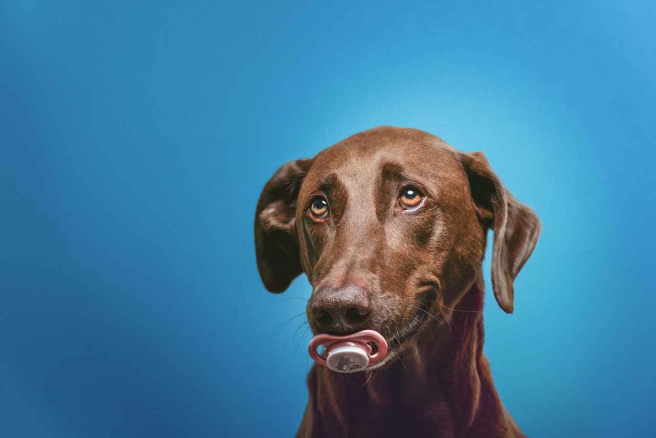 [Köpek Irkları ve Isırma Gücü Nedir?]