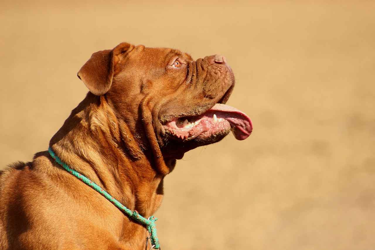 Dogo Argentino Nedir?