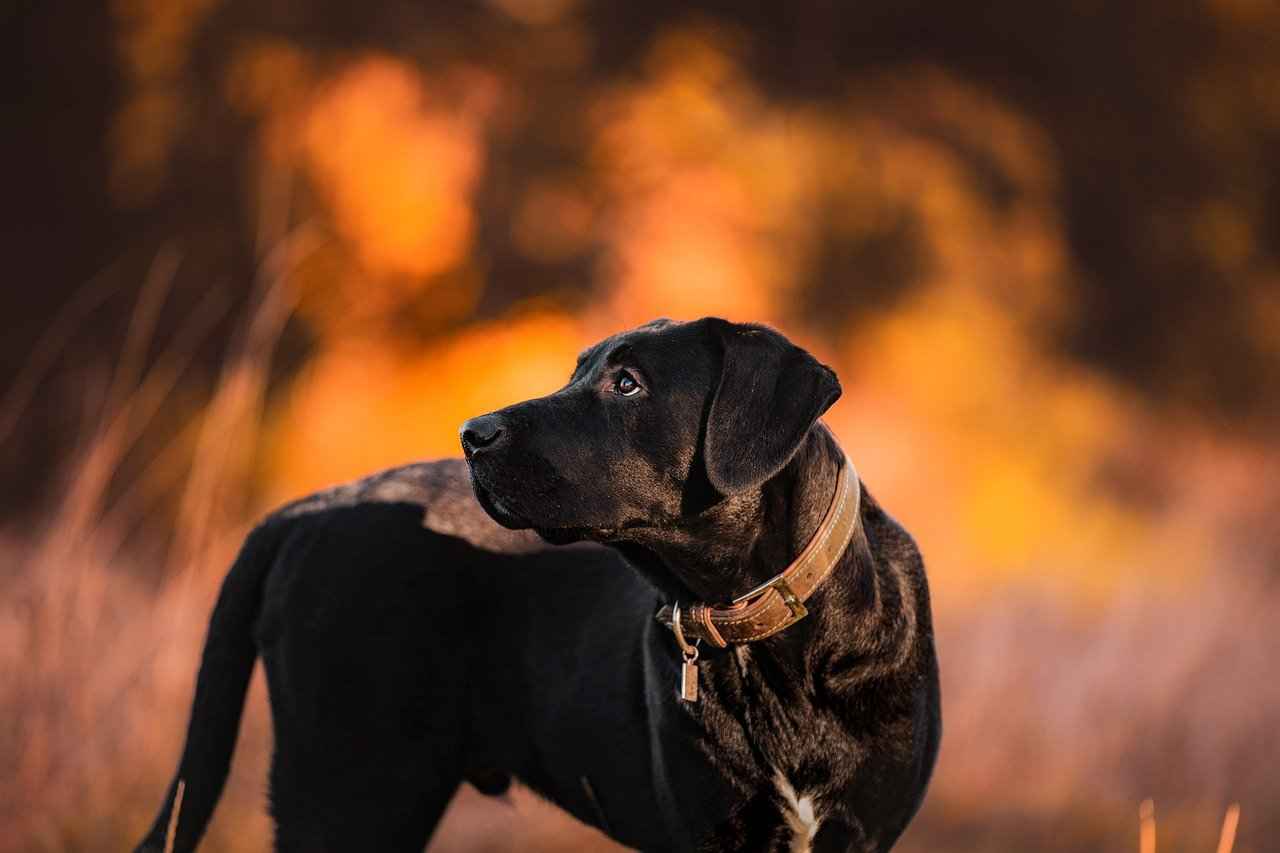 Köpekleri Zararlılardan Koruma Yöntemleri