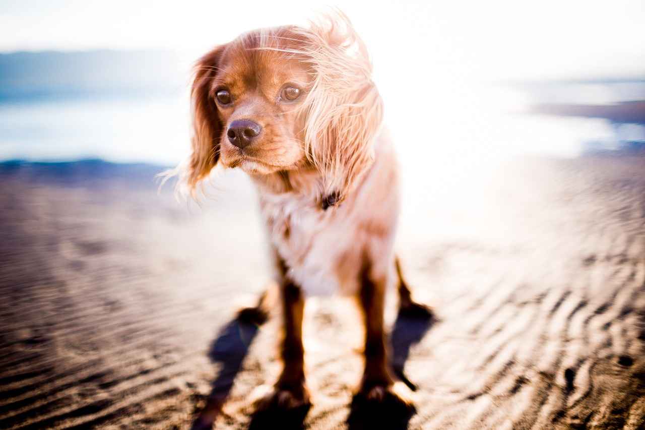When to Seek Veterinary Help