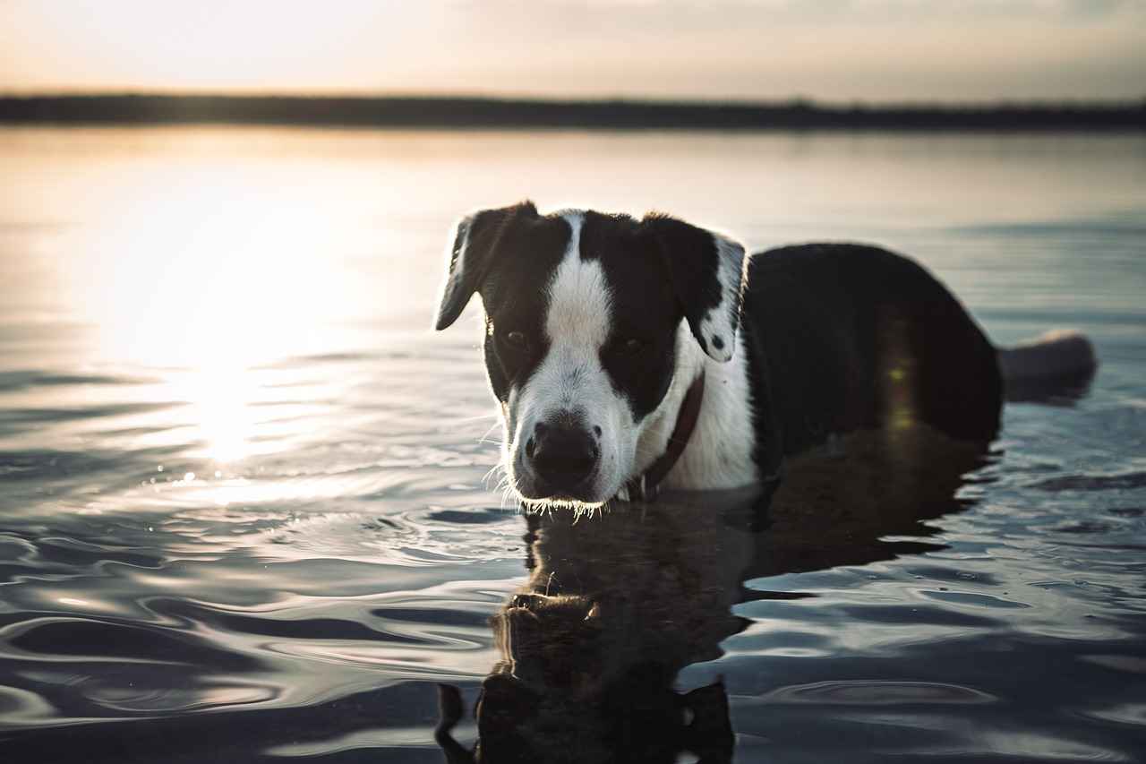 Conclusion: Keeping Your Dog Safe from Insect Bites
