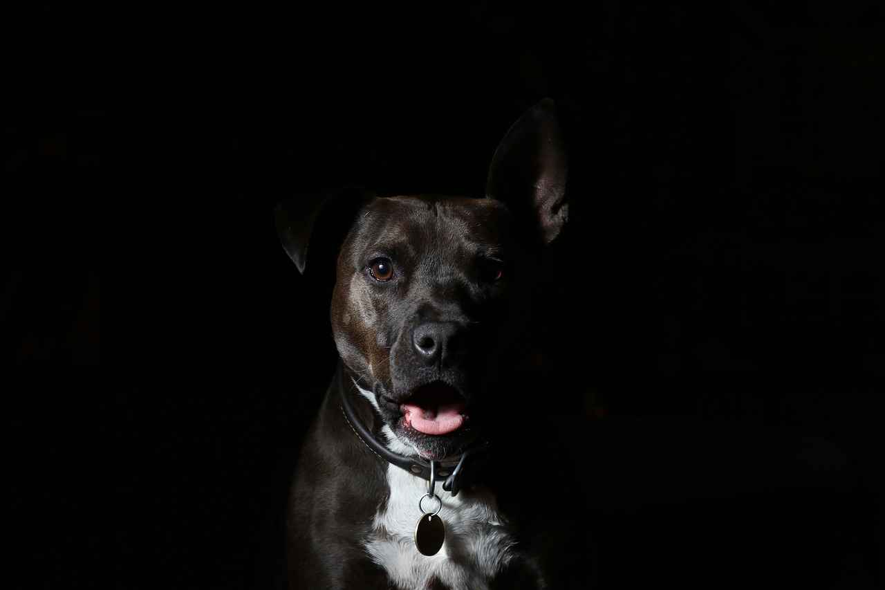 Conclusion: Responsible Ownership of Strong-Bite Dogs