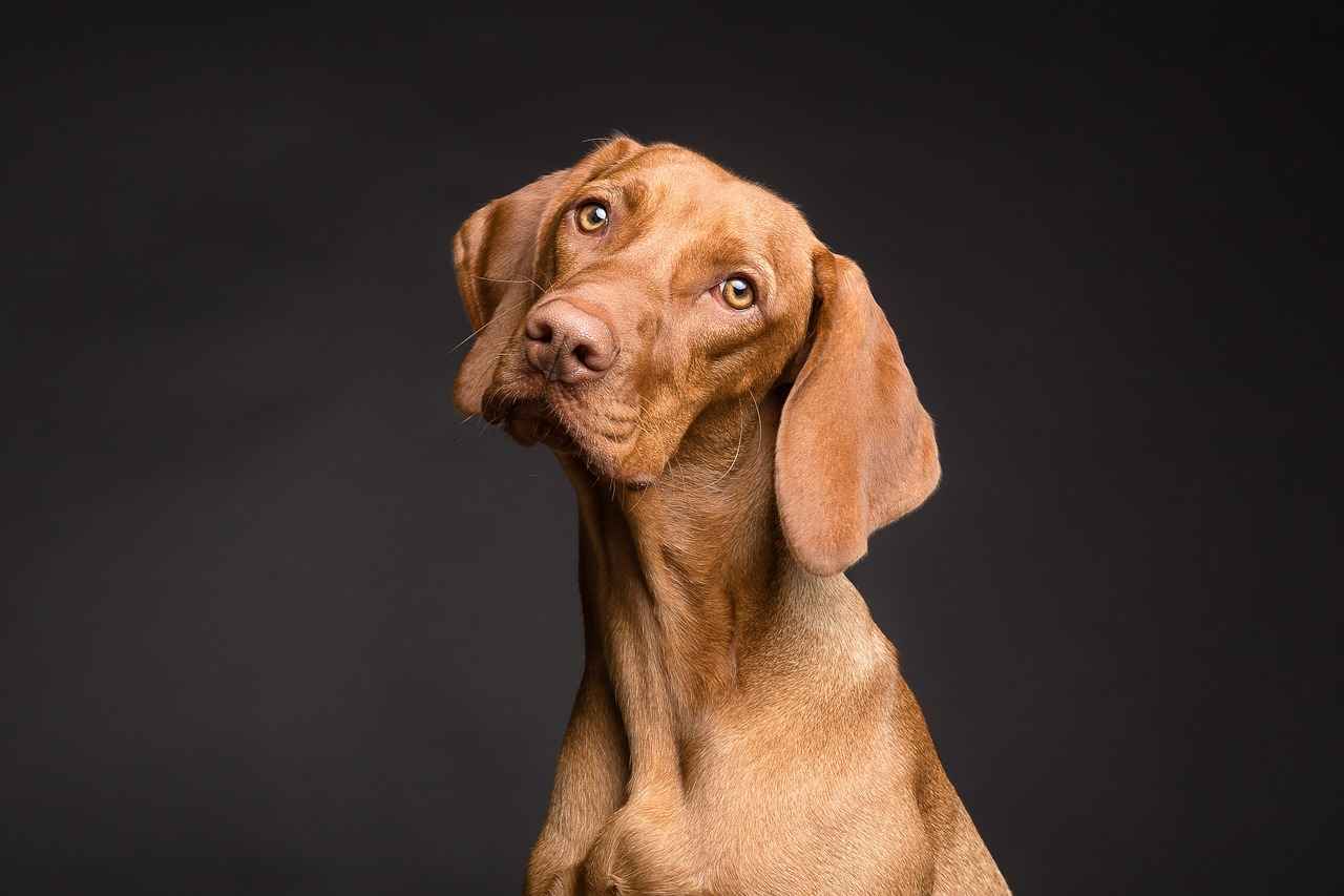 Researching Local Dog Bite Lawyers