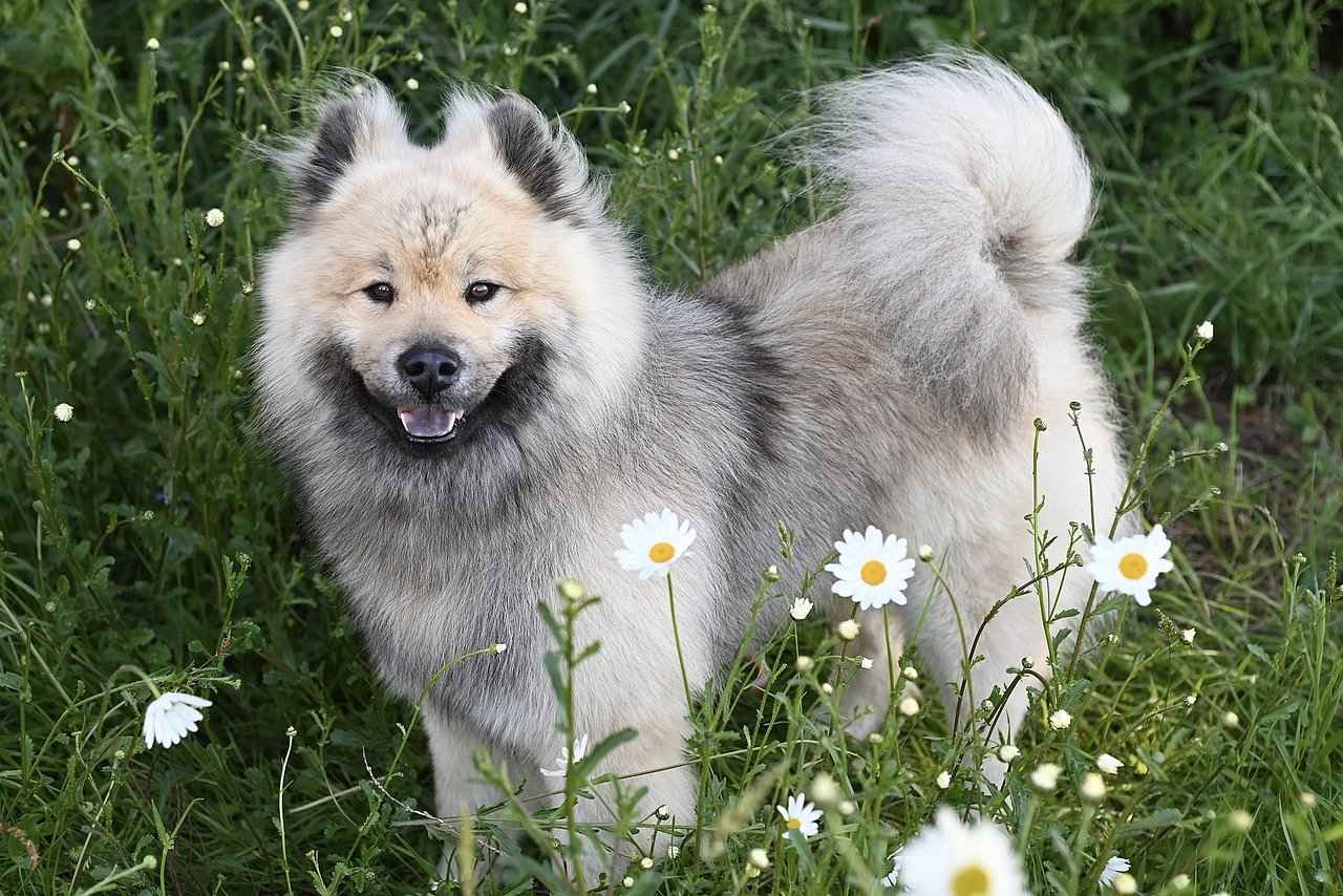 Çocuklar ve Köpekler: Güvenli Etkileşim Kuralları