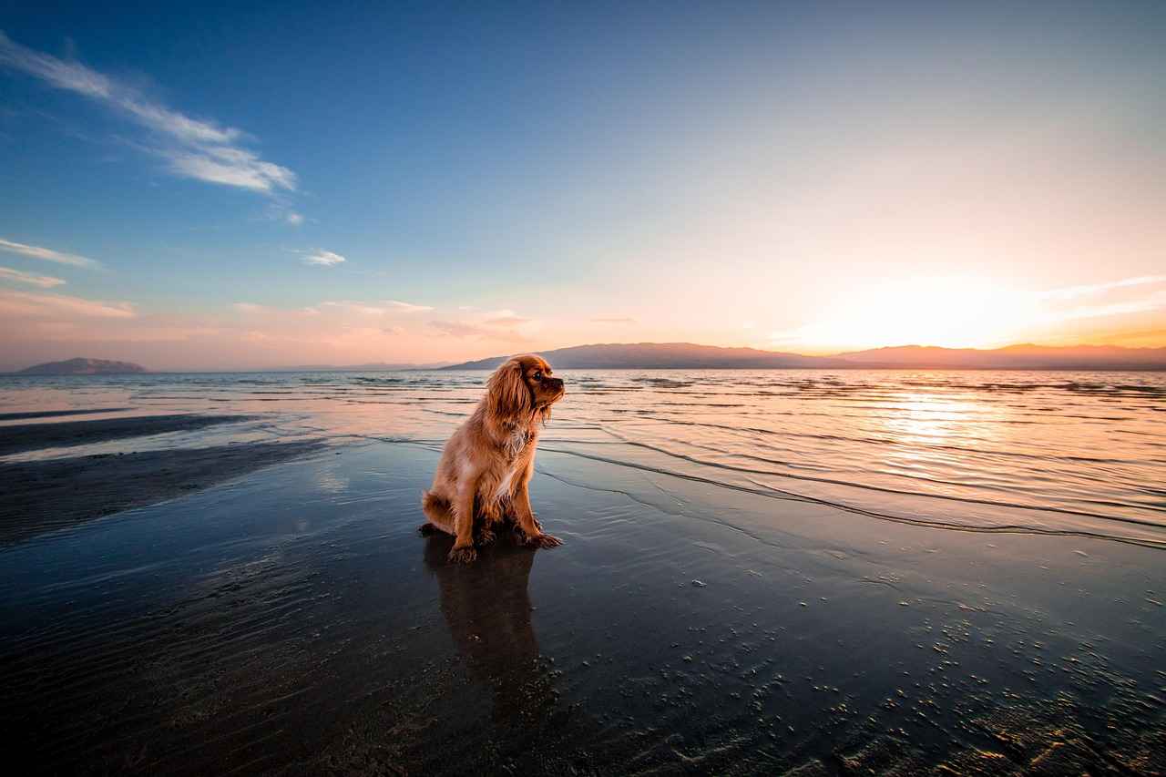The Importance of Dog Socialization