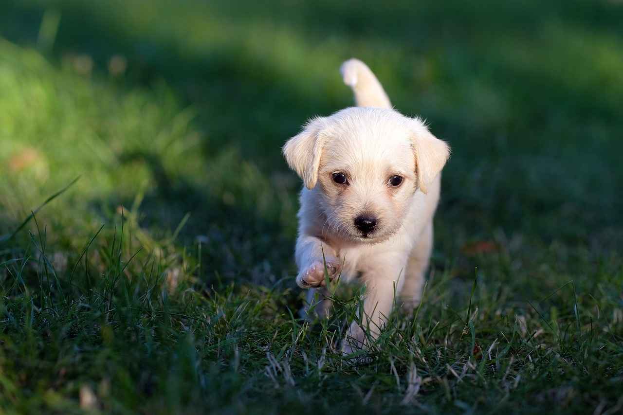 Socializing with Other Dogs