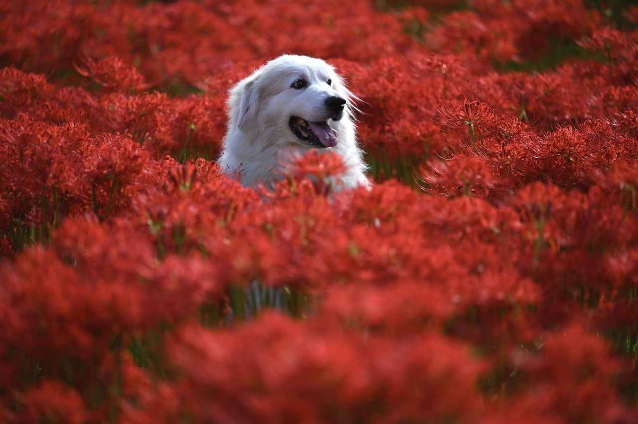 Signs of Fear and Aggression in Dogs