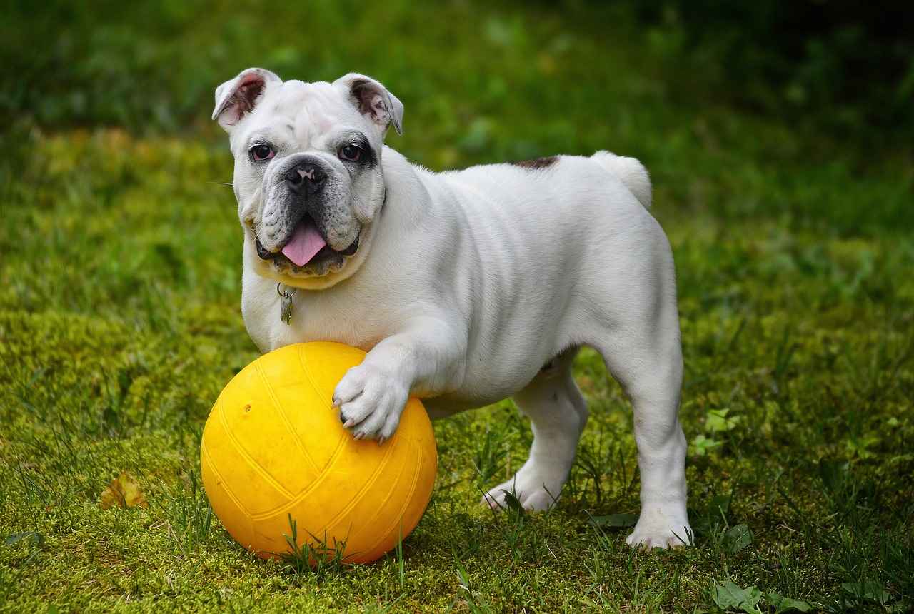 Köpek Isırma Davranışının Nedenleri