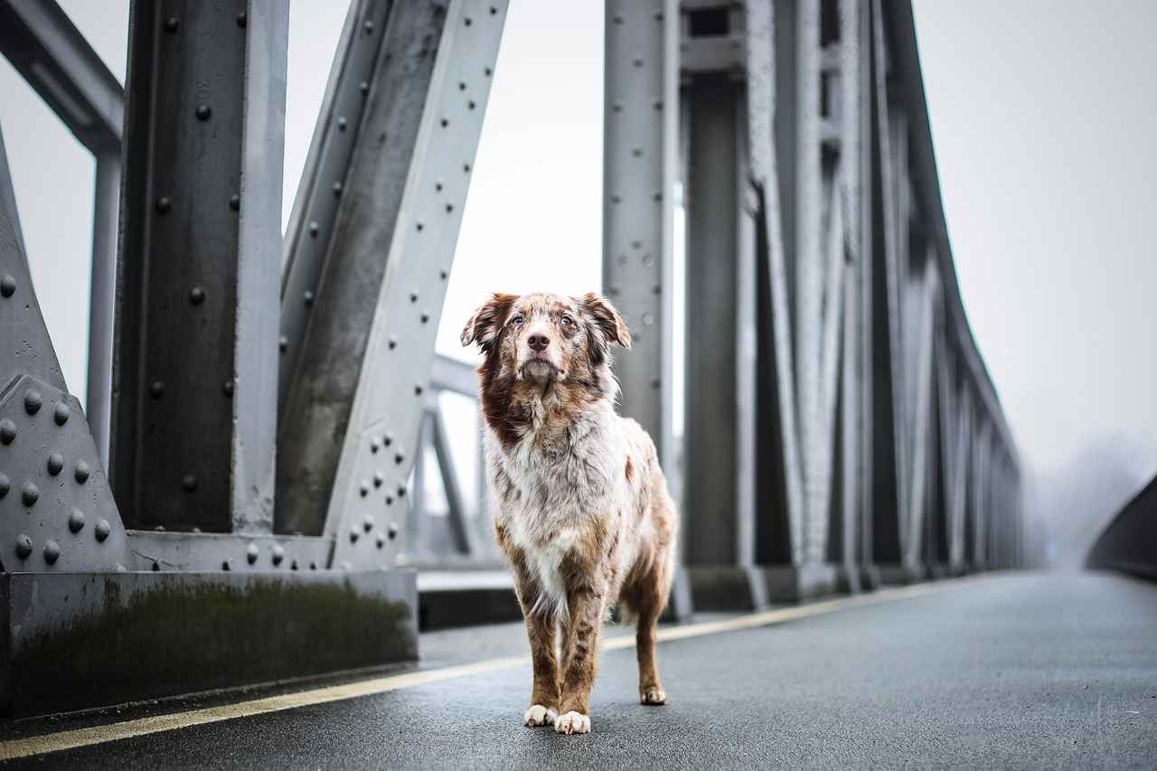 [Köpek Eğitiminin Önemi]