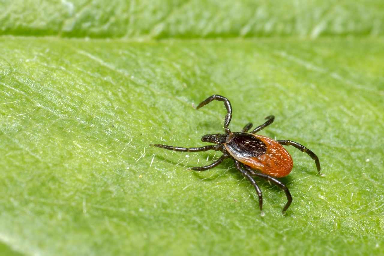 Understanding Tick Bites in Dogs
