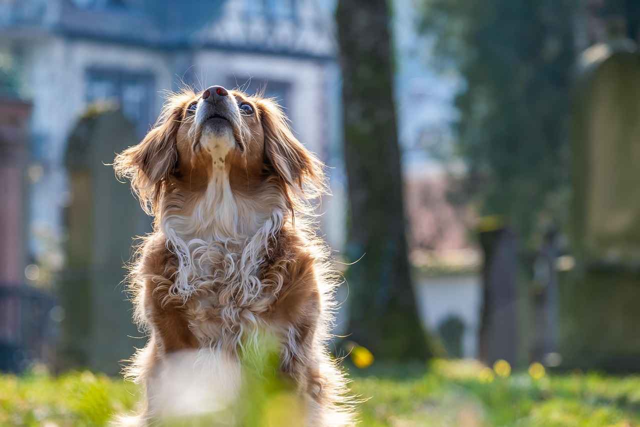 Alternatives to Kibbles and Bits
