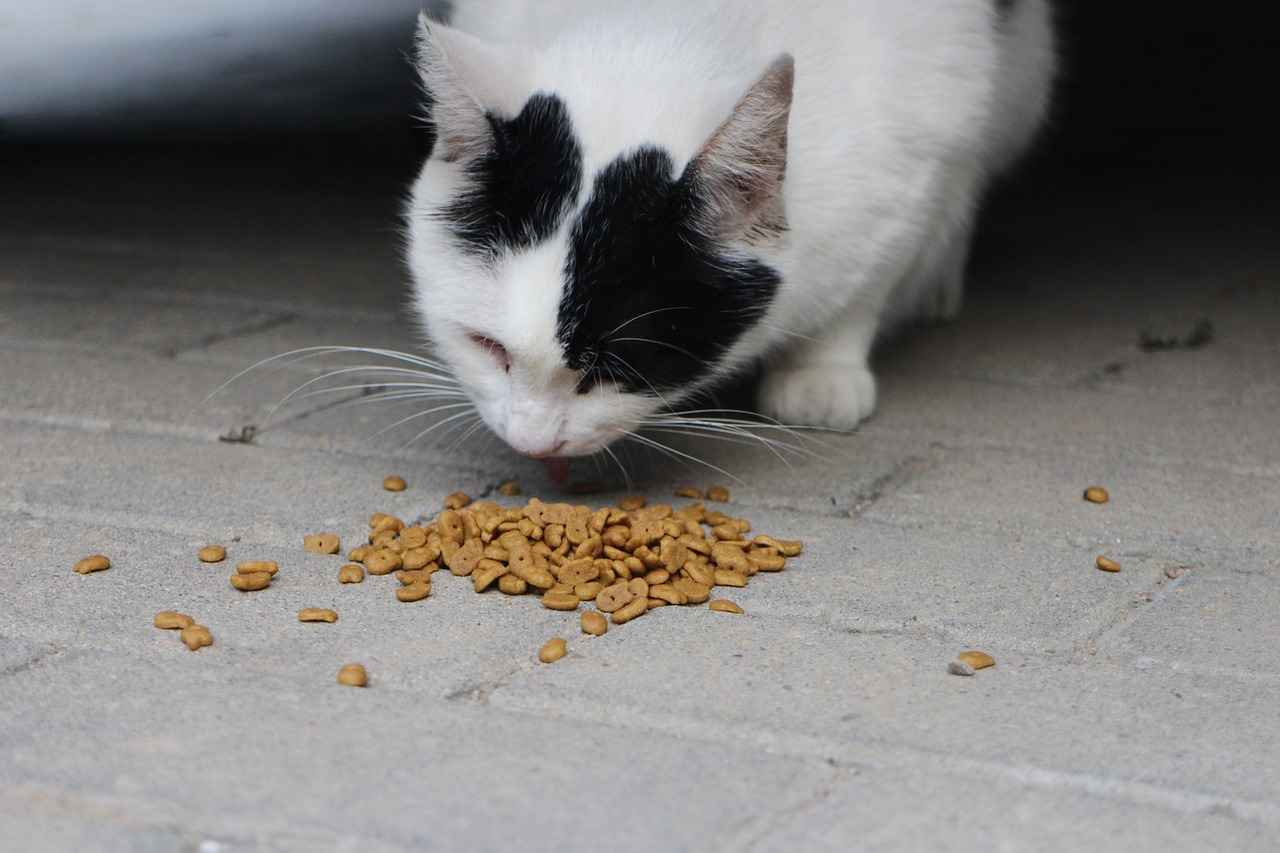 Kibbles N Bits'in Besin Değeri
