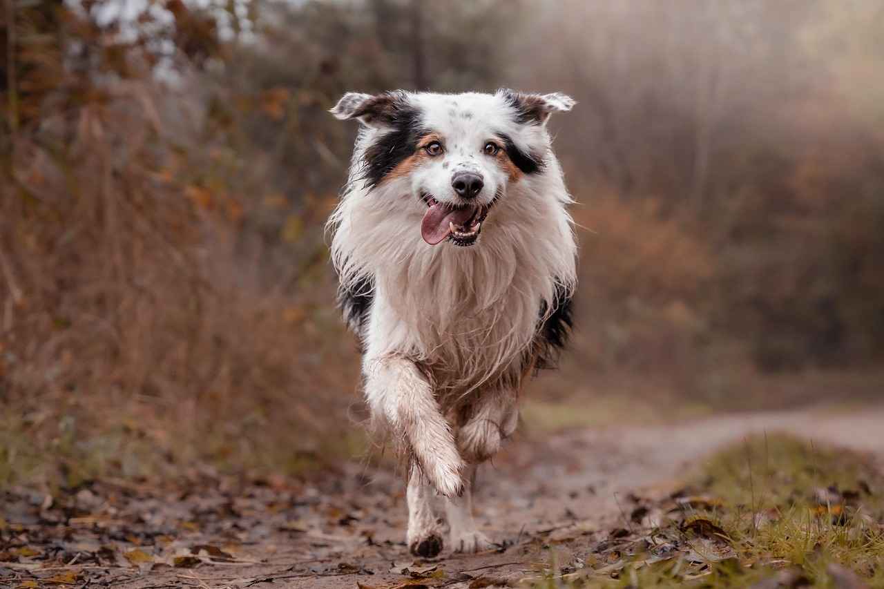 Understanding Minor Dog Bites