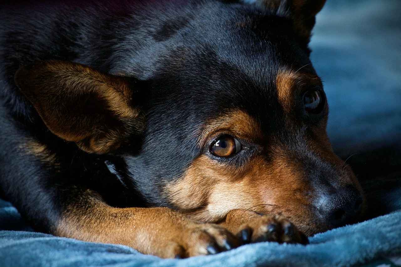 Home Care Tips for Minor Dog Bites