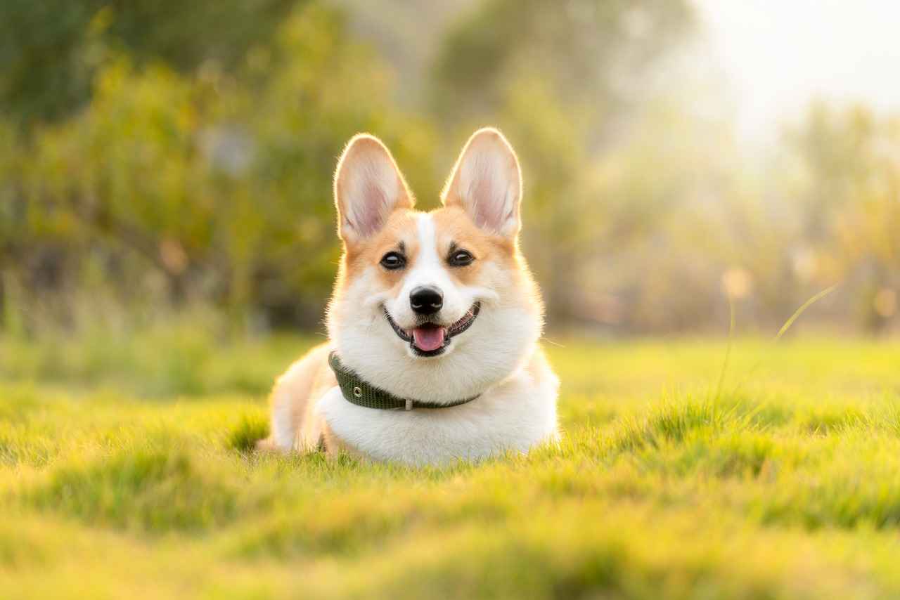 Understanding Dog Bite Force