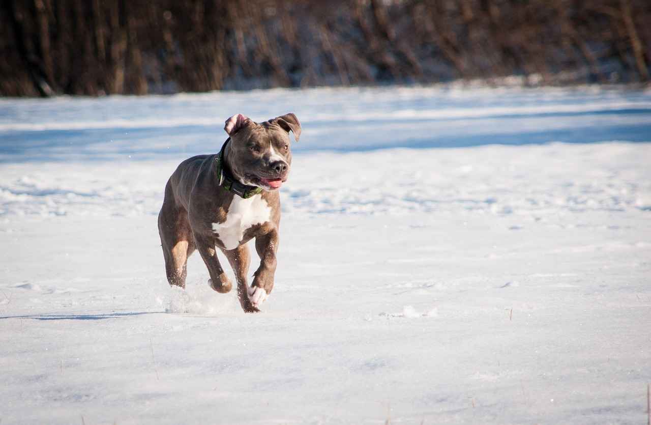 Conclusion: Understanding Pitbulls and Their Bite Force