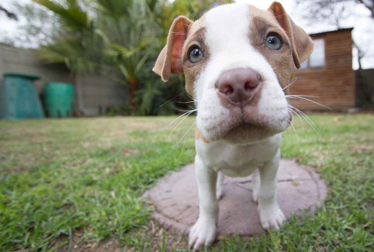 Common Myths About Pitbulls