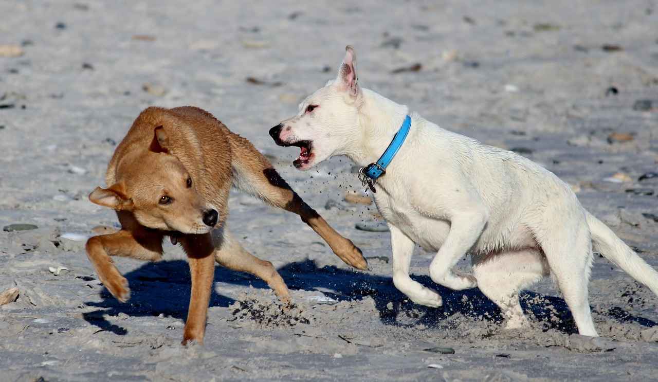 What to Do After a Dog Bite Incident