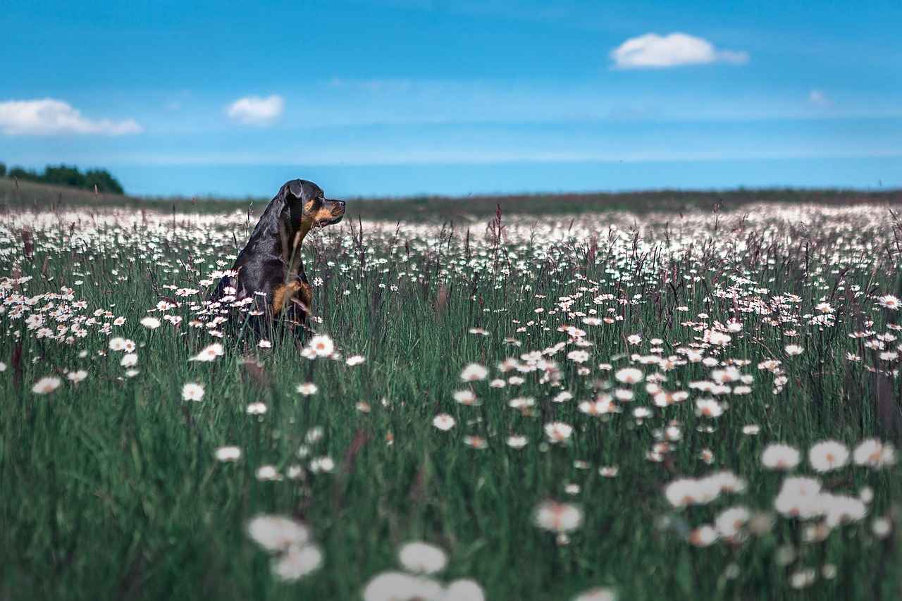 Rottweiler Dog Bite Force – Just How Strong Is It? 1 Understanding Dog Bite Force