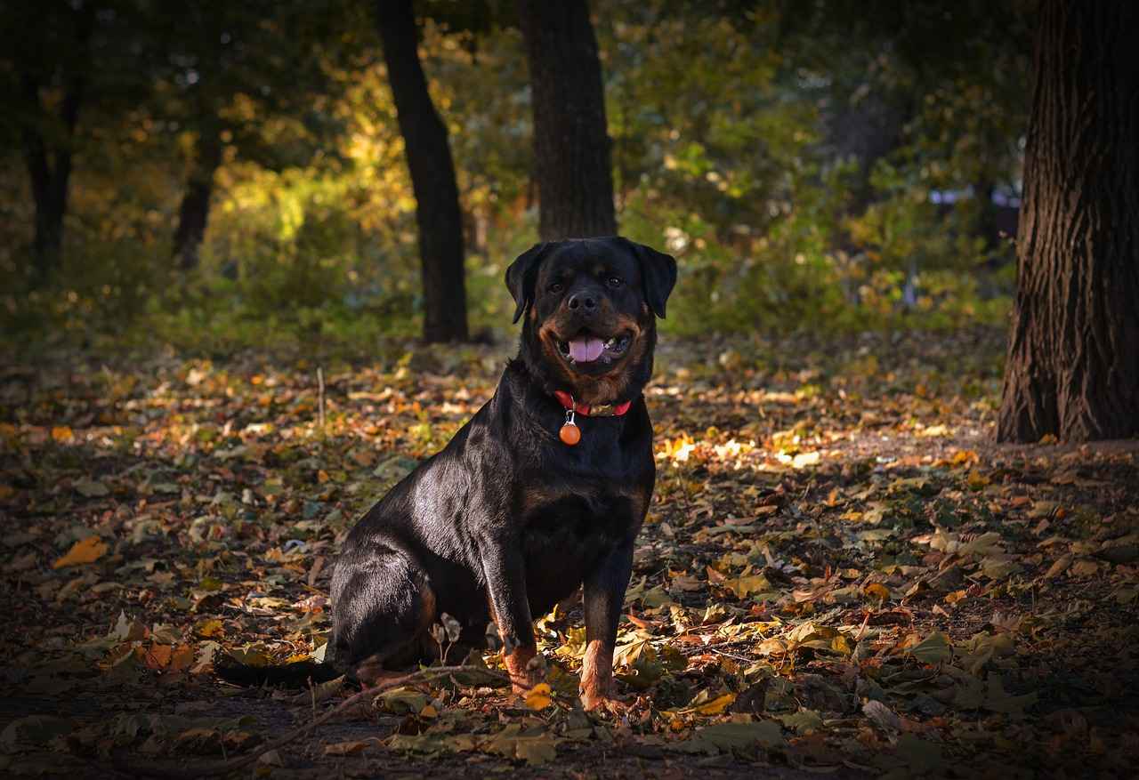 Rottweiler Dog Bite Force – Just How Strong Is It? 5 Conclusion: Understanding Rottweiler Bite Force