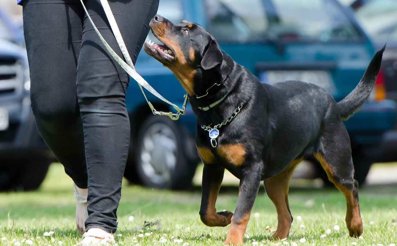 Rottweiler Dog Bite Force – Just How Strong Is It? 2 Rottweiler Bite Force Measurement