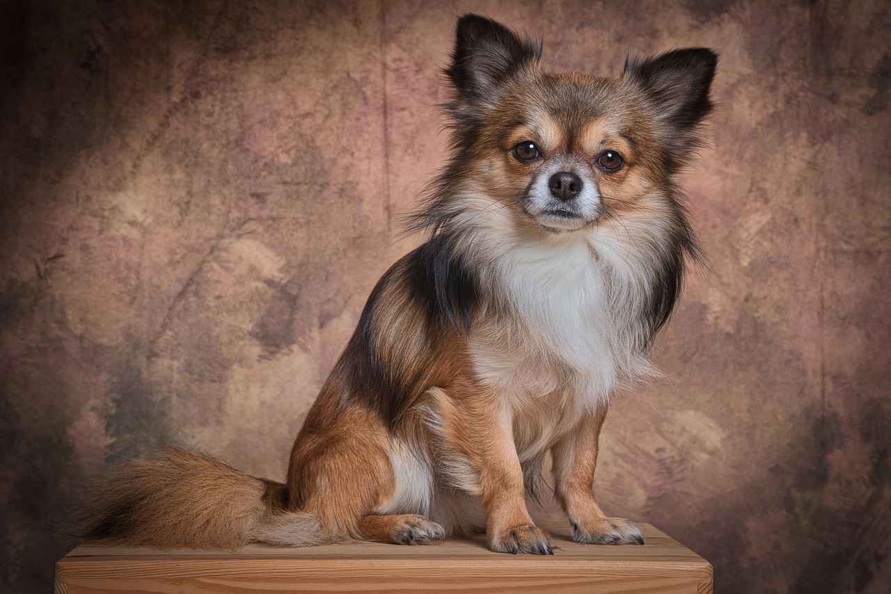 Hedef Kitle: Küçük Irk Köpekler