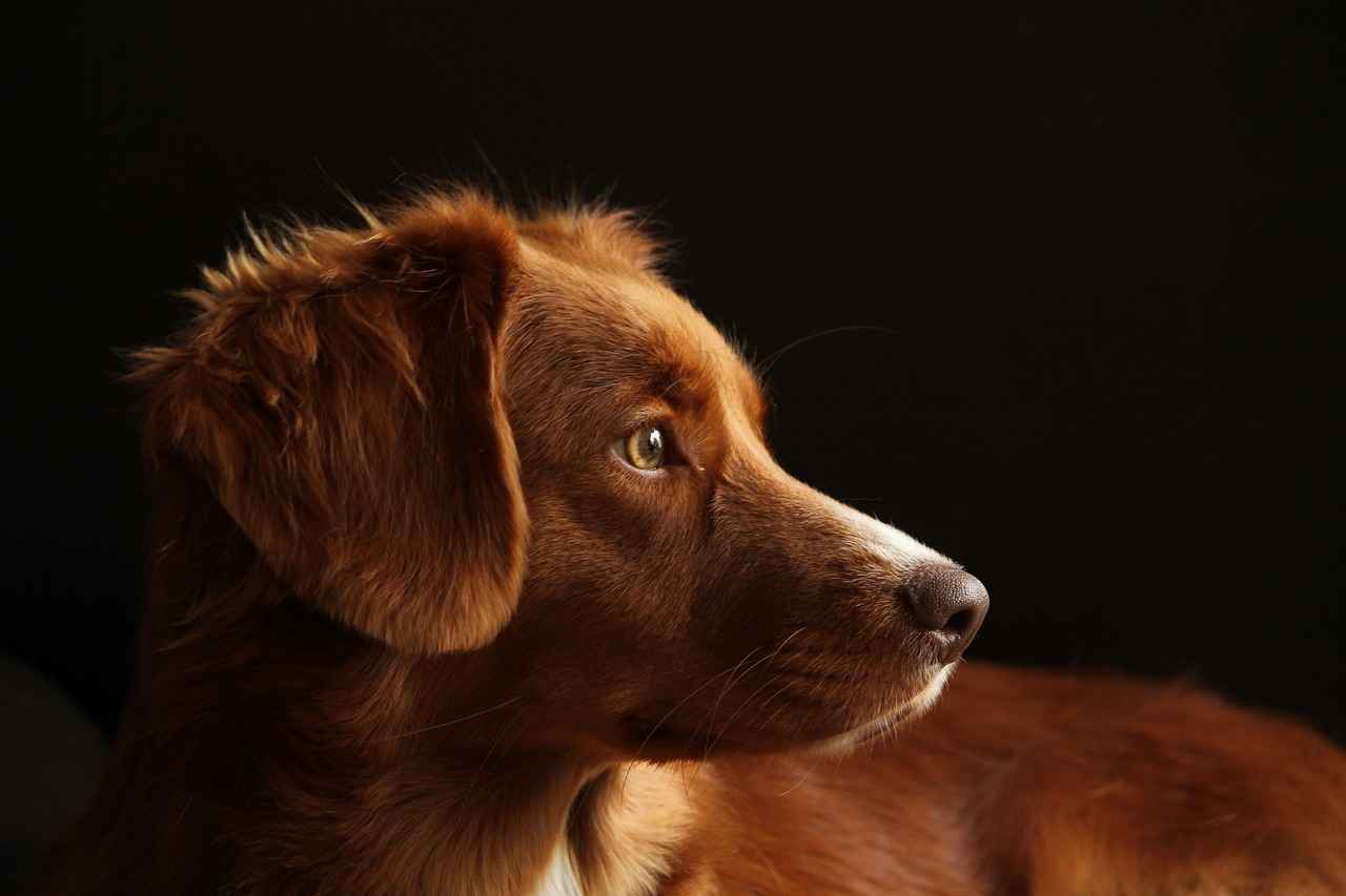 [Köpek Isırma Gücünün Tanımı]