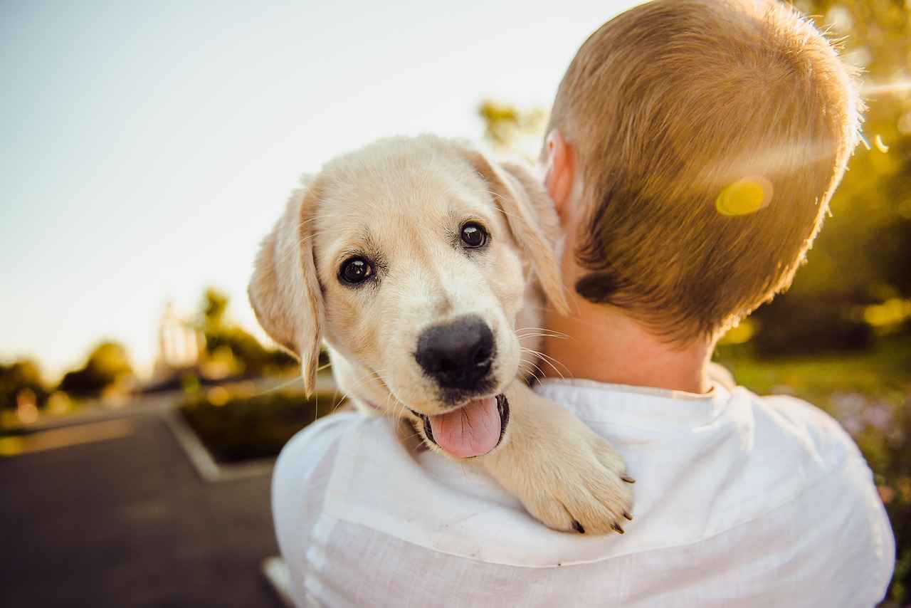 Köpeklerde Kene Isırığı Belirtileri