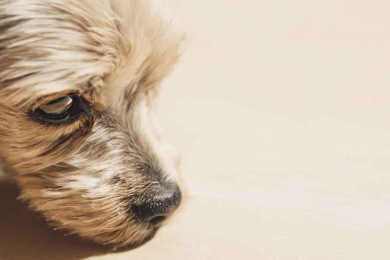 [Köpek Isırık Gücü Nedir?]