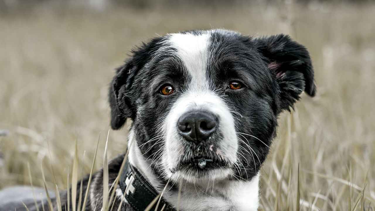[Köpek Irklarının Isırık Gücü Nedir?]