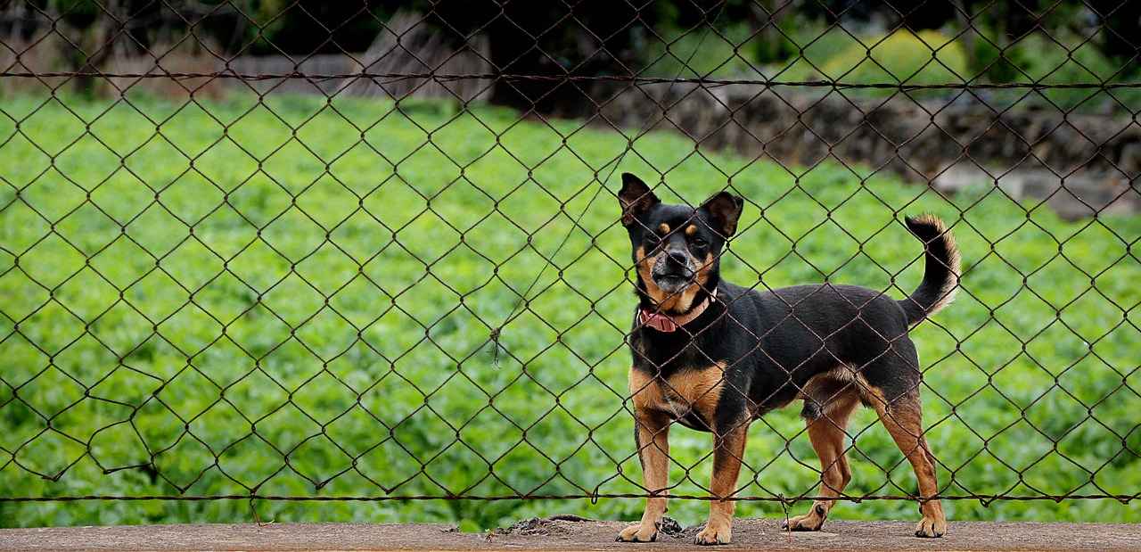 [En Güçlü Isırıklara Sahip Bekçi Köpekleri]