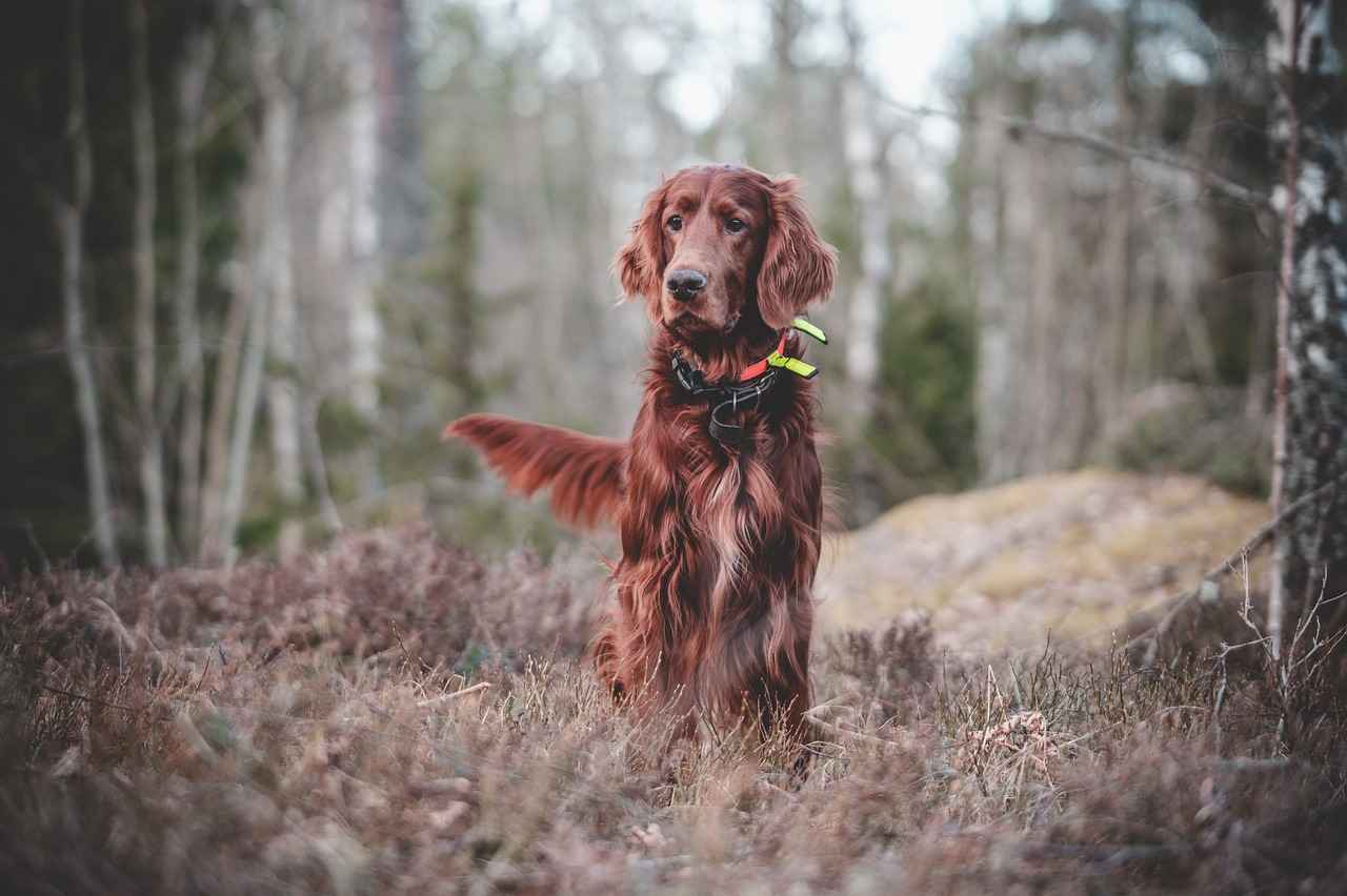 [Rottweiler'ın Eğitim Gereksinimleri]
