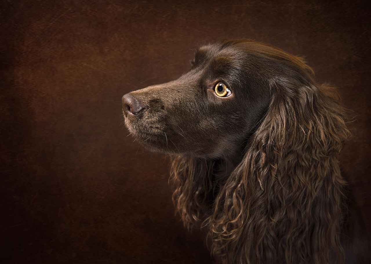 [Köpek Isırma Seviyeleri Neden Önemlidir?]