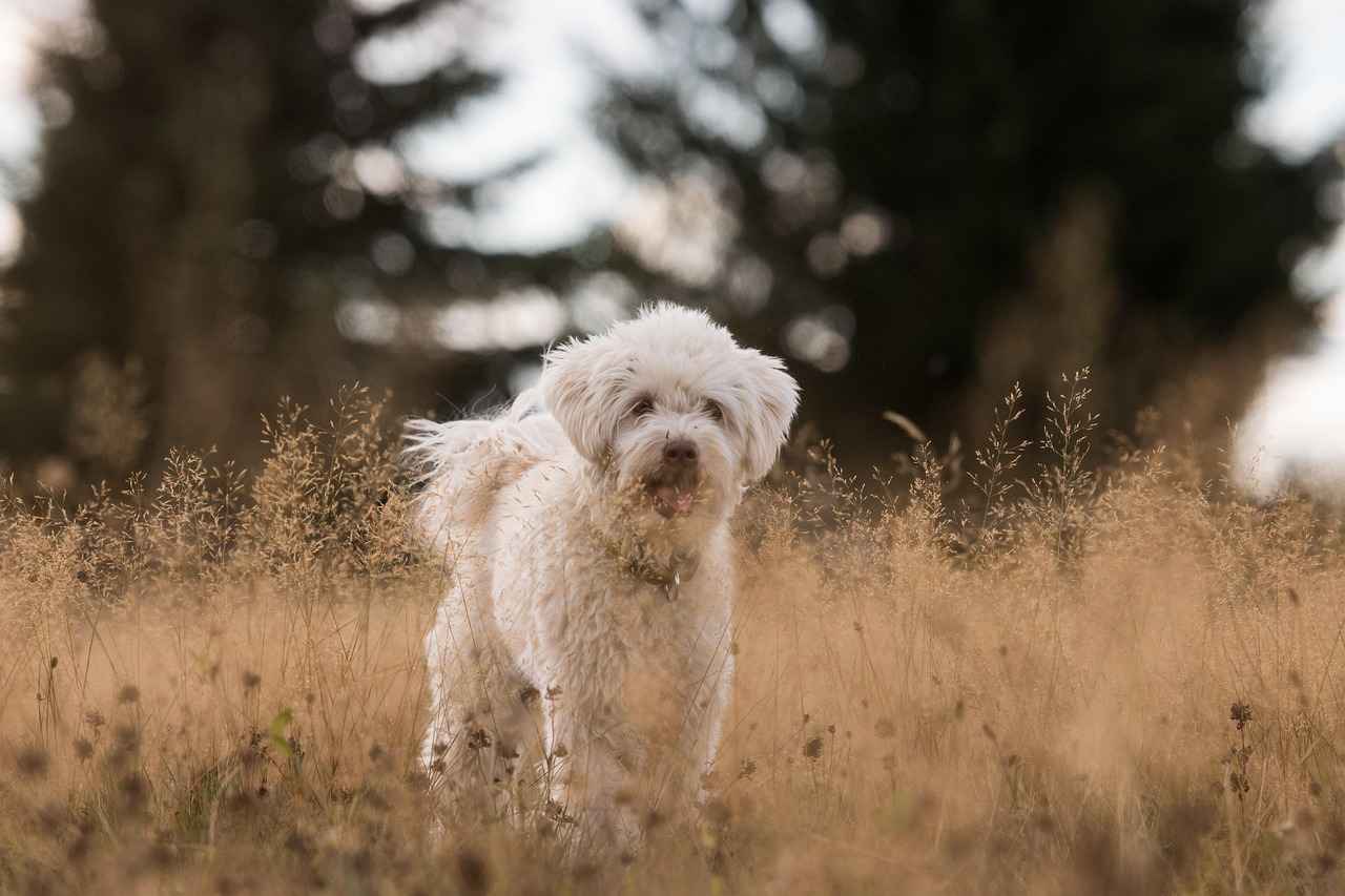 Understanding Dog Aggression