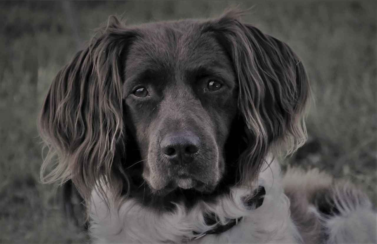 Top Aggressive Dog Breeds