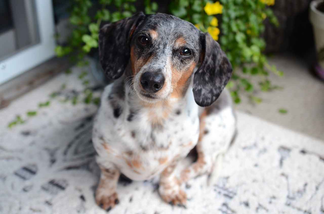 Köpek Irklarının Davranışsal Özellikleri