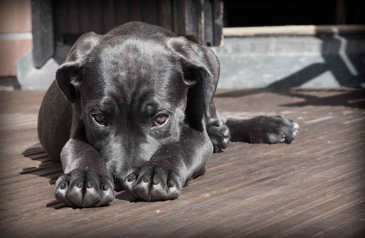 Understanding Dog Bites