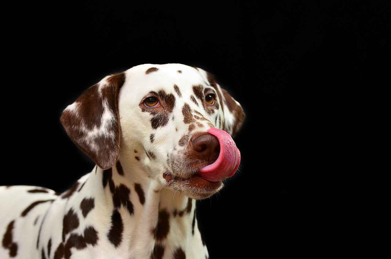 Köpek Isırığı Enfeksiyonu Nedir?