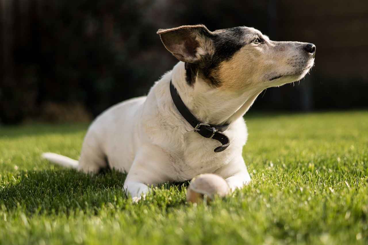 Preventing Dog Bites