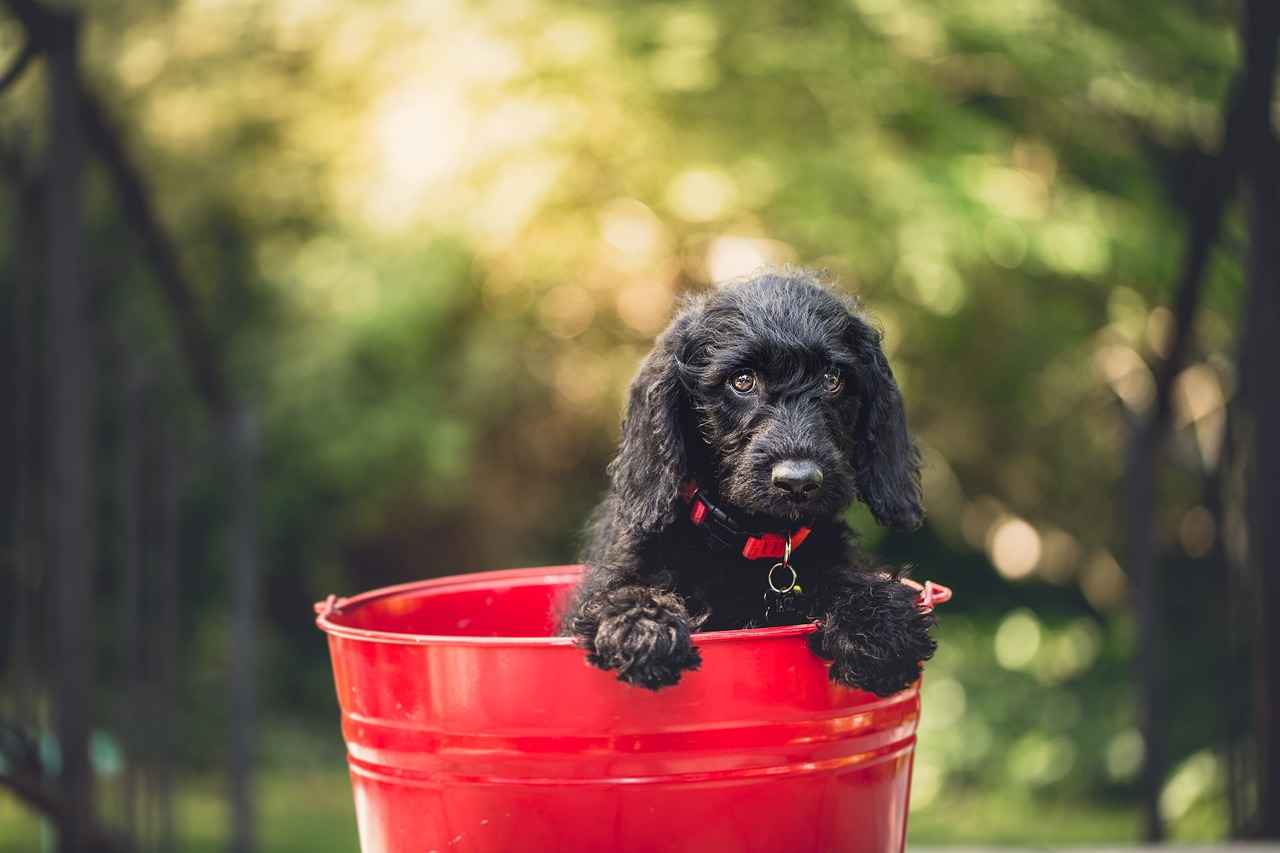 Initial Symptoms of a Dog Bite