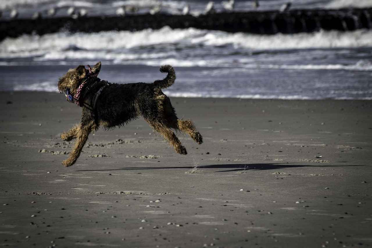 Identifying Flea Bites on Dogs