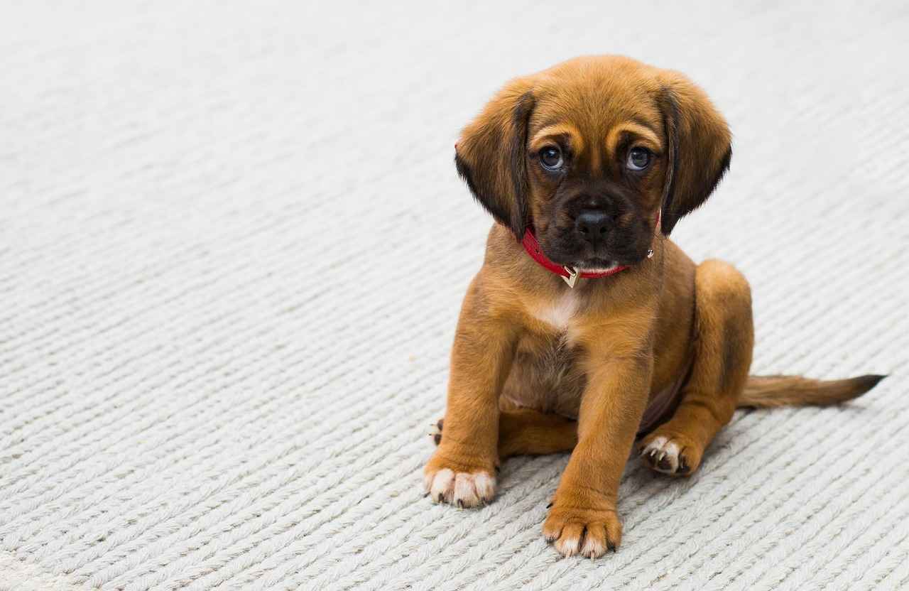 Effective Treatment Options for Flea Bites
