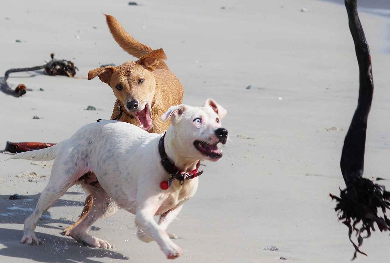 Preventing Future Flea Infestations