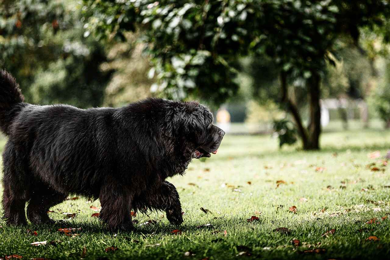 How to Examine Your Dog for Fleas
