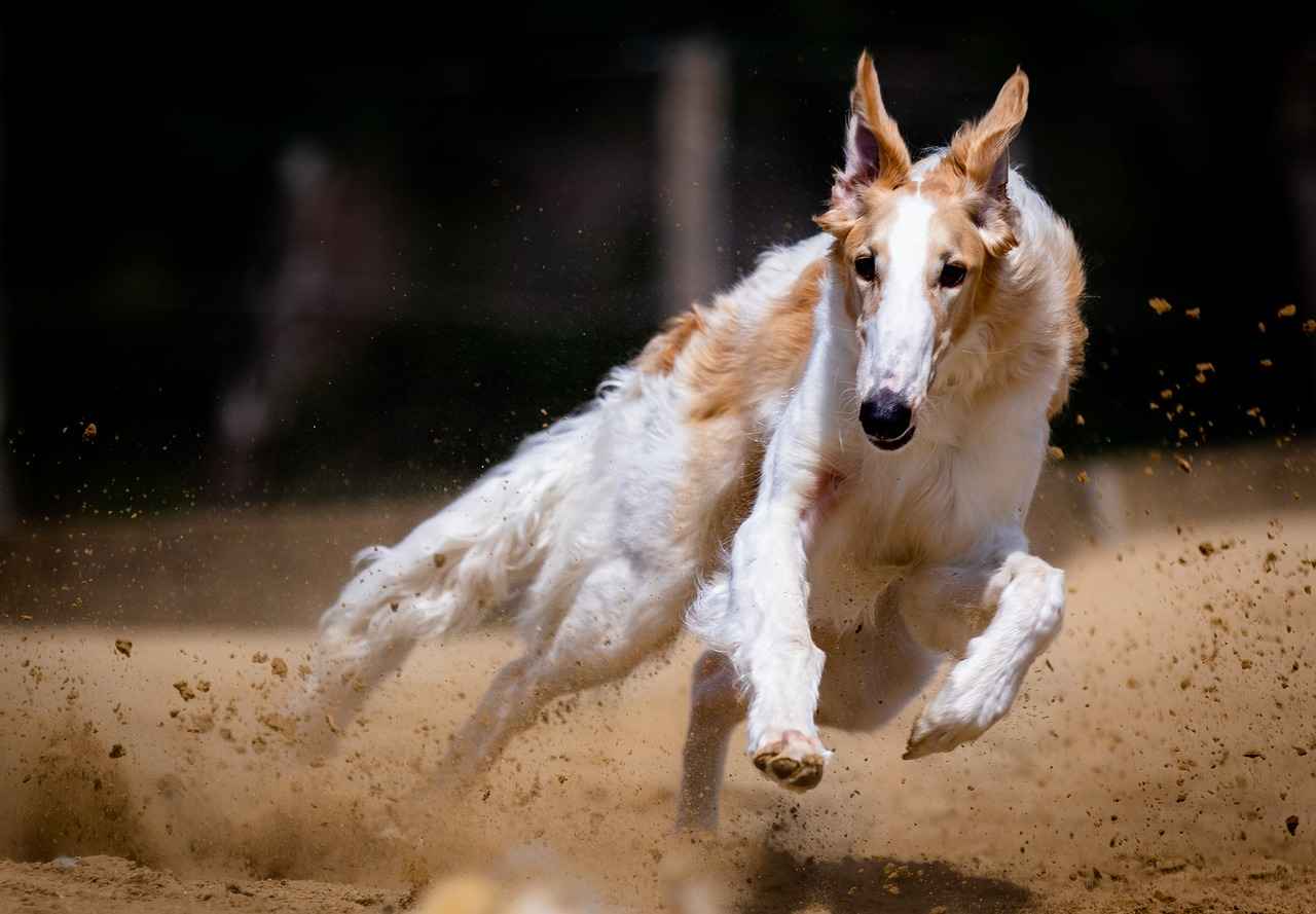 Comparing Dog Bite Force to Other Animals
