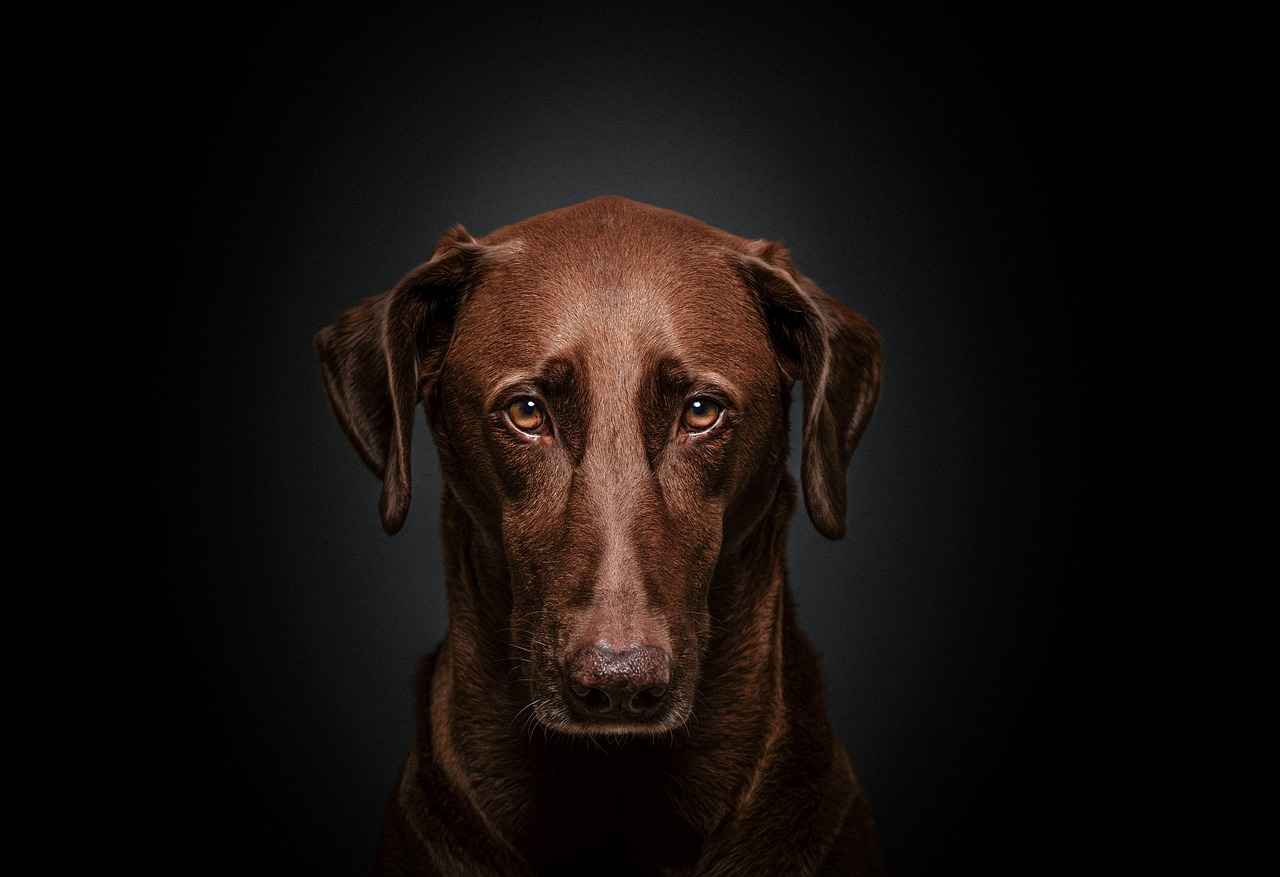 Factors Influencing Bite Force in Dogs