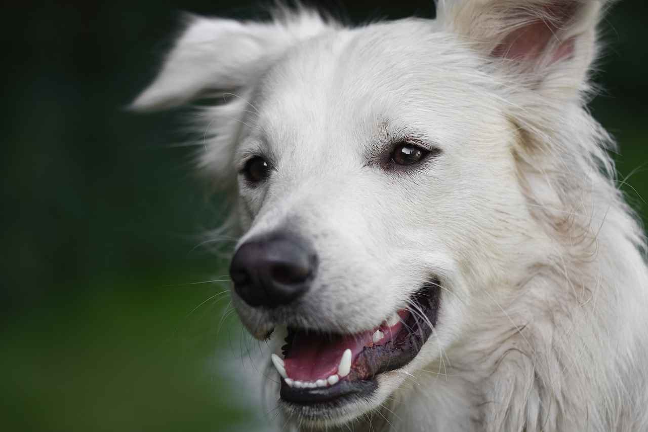 Understanding Canine Bite Force