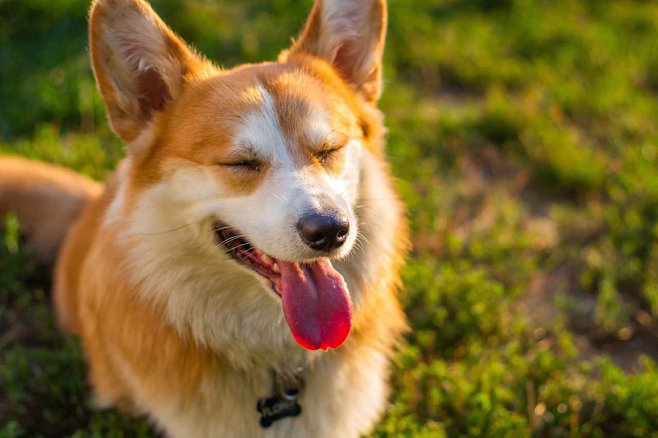 [Köpek Isırık Gücü Nedir?]